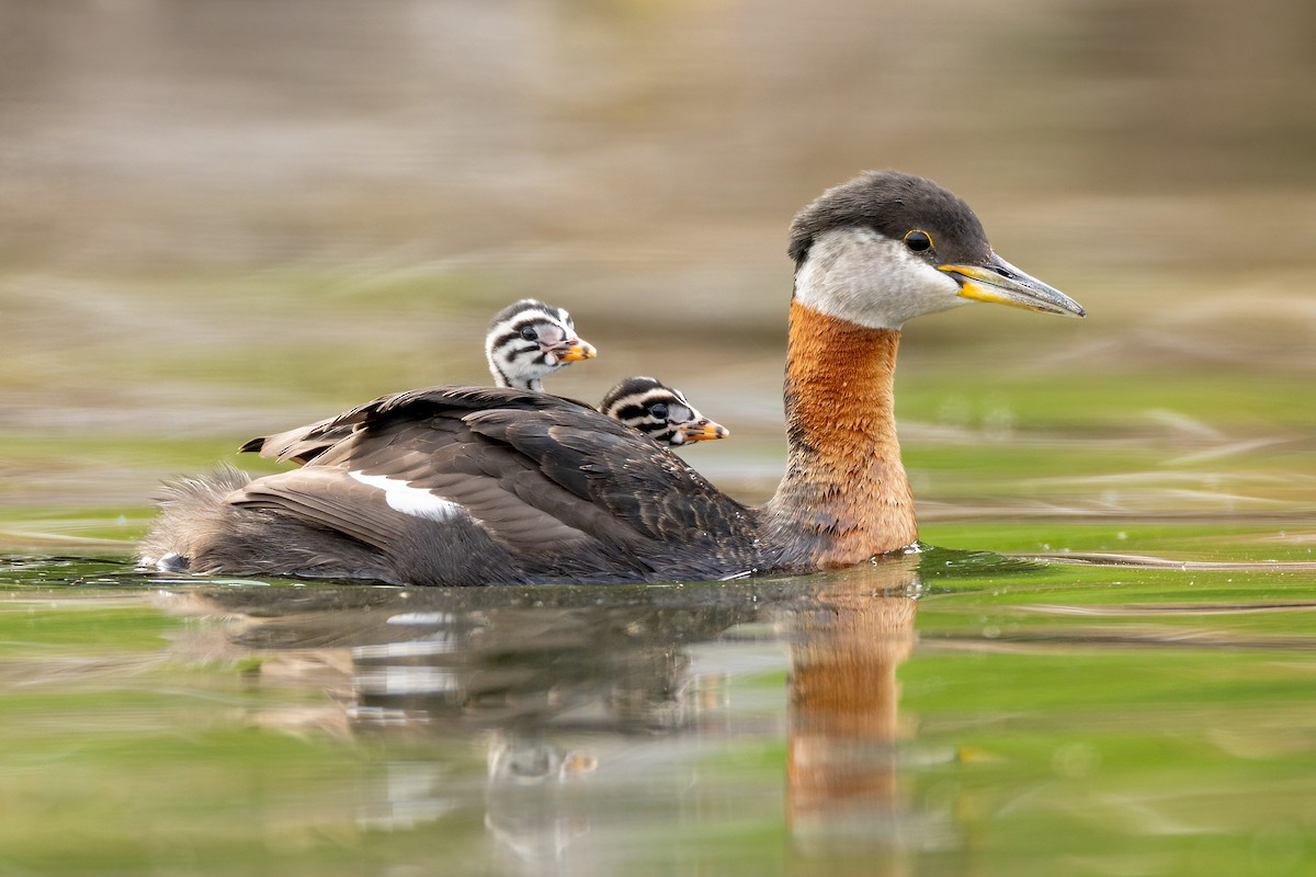 Red-necked Grebe - ML587704391