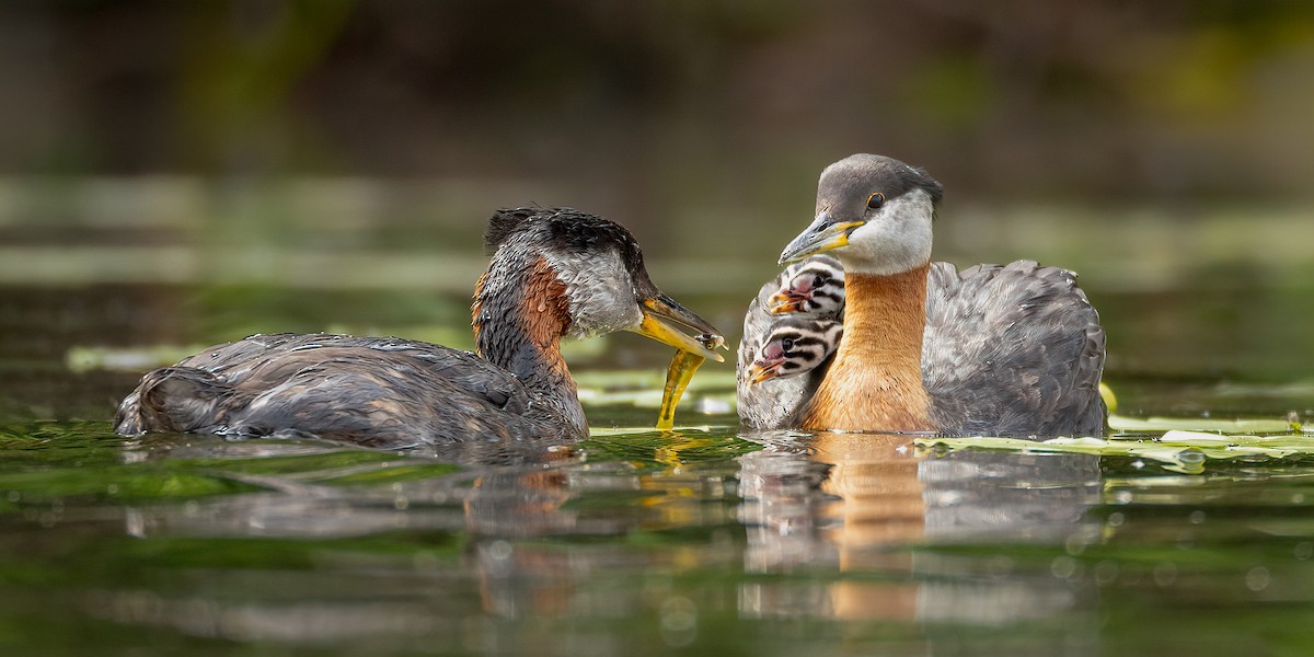 Red-necked Grebe - ML587704451