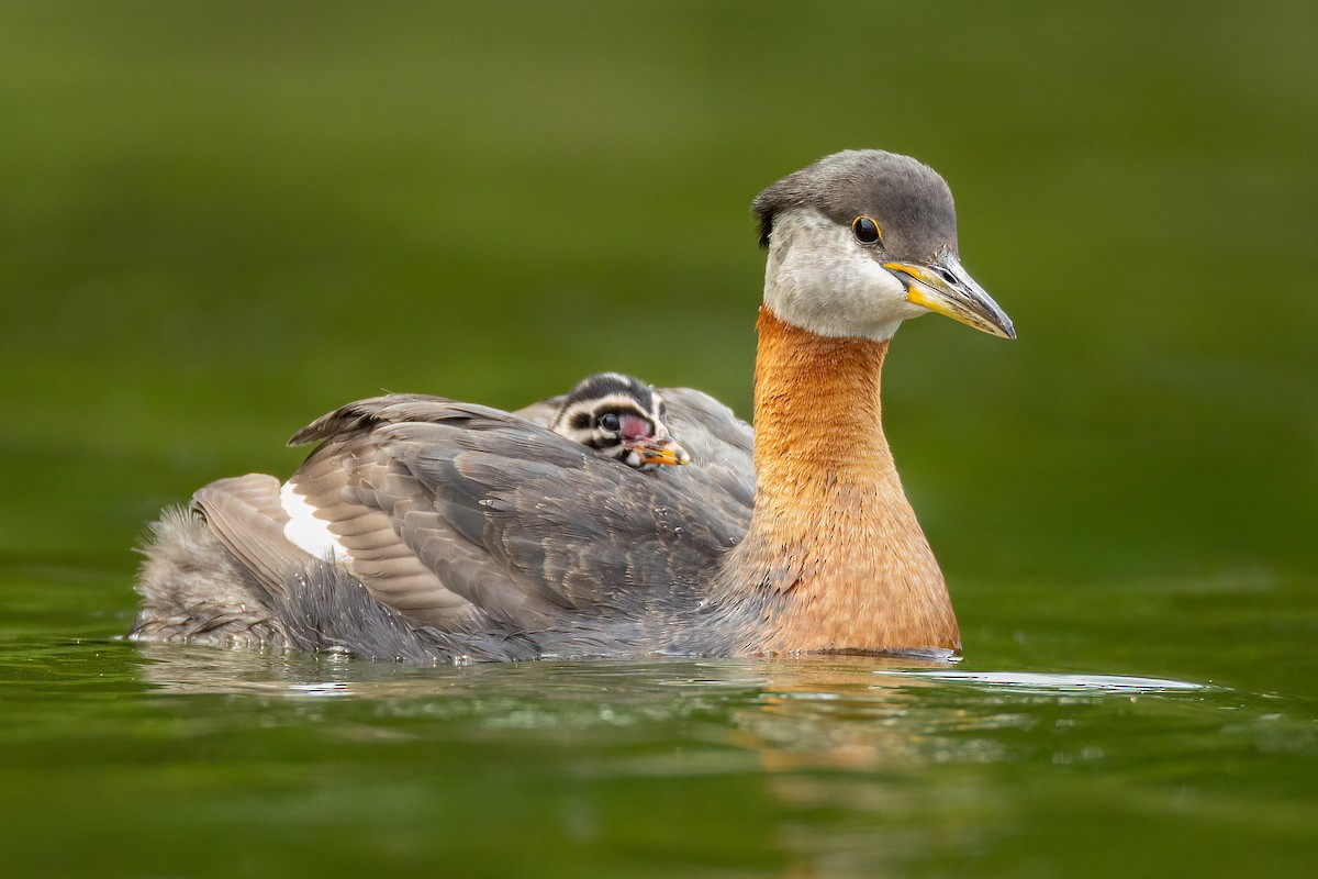 Red-necked Grebe - ML587704531