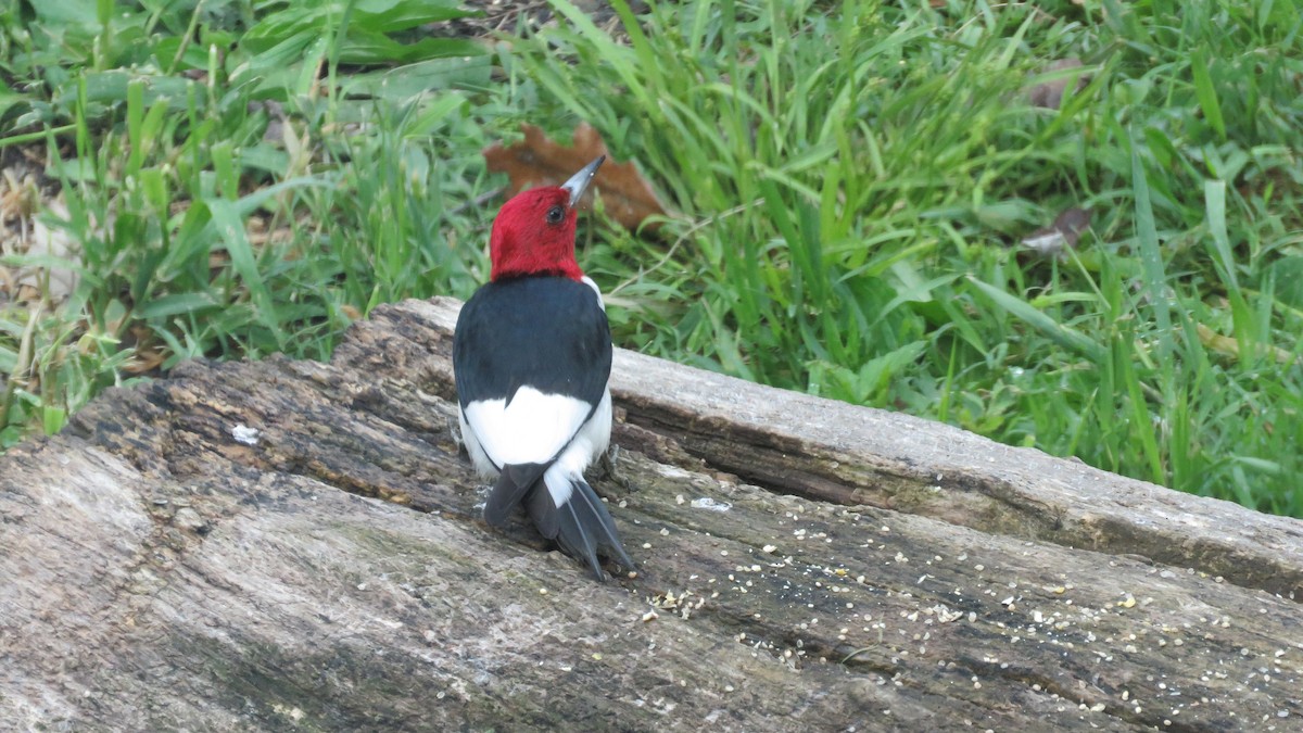 Red-headed Woodpecker - ML58770621