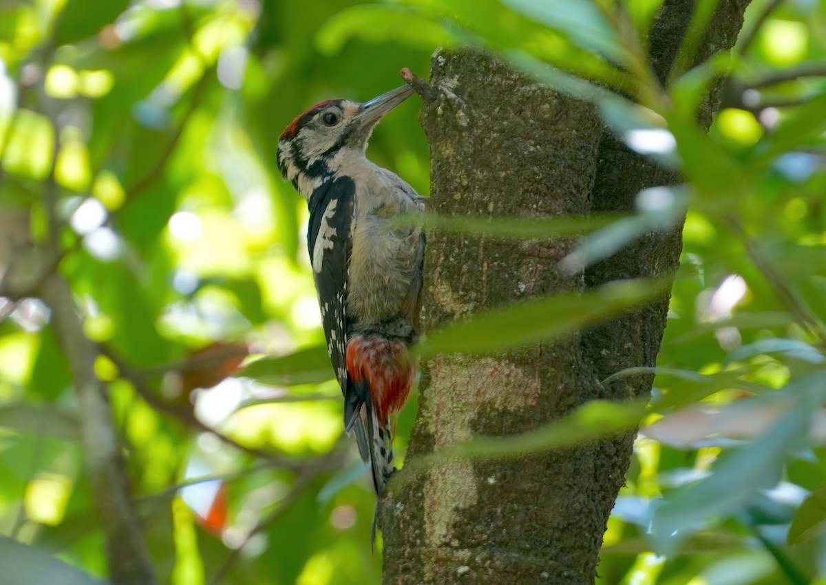 Himalayan Woodpecker - ML587706831