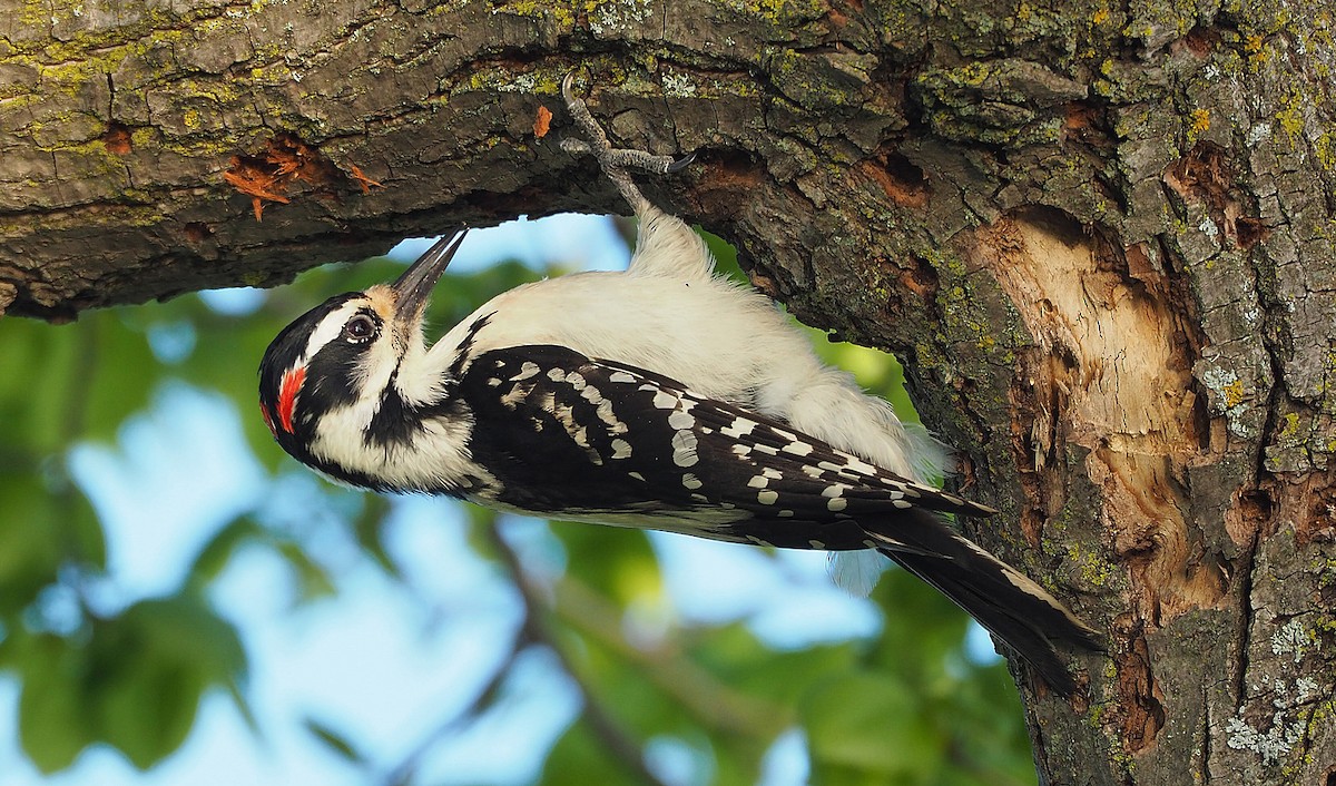 Hairy Woodpecker - Gordon Johnston