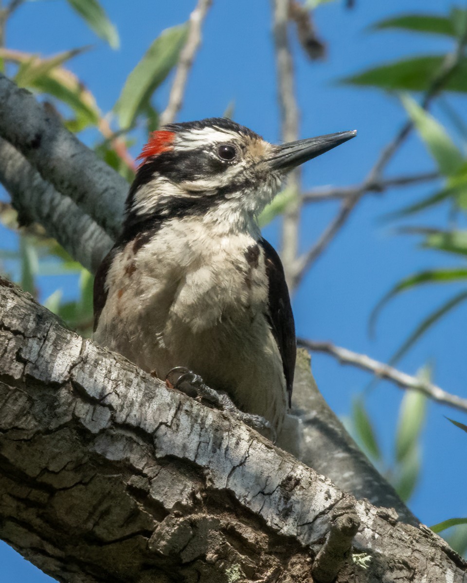 Hairy Woodpecker - Sue Cook