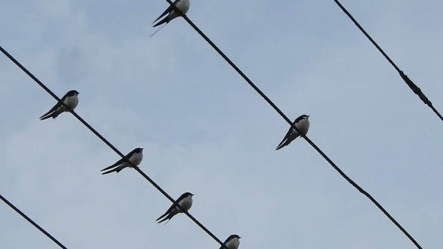Wire-tailed Swallow - ML587719641