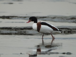Common Shelduck, ML587725651