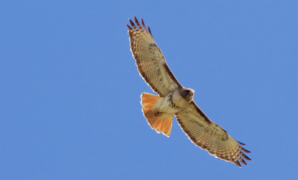 Red-tailed Hawk - ML58772721