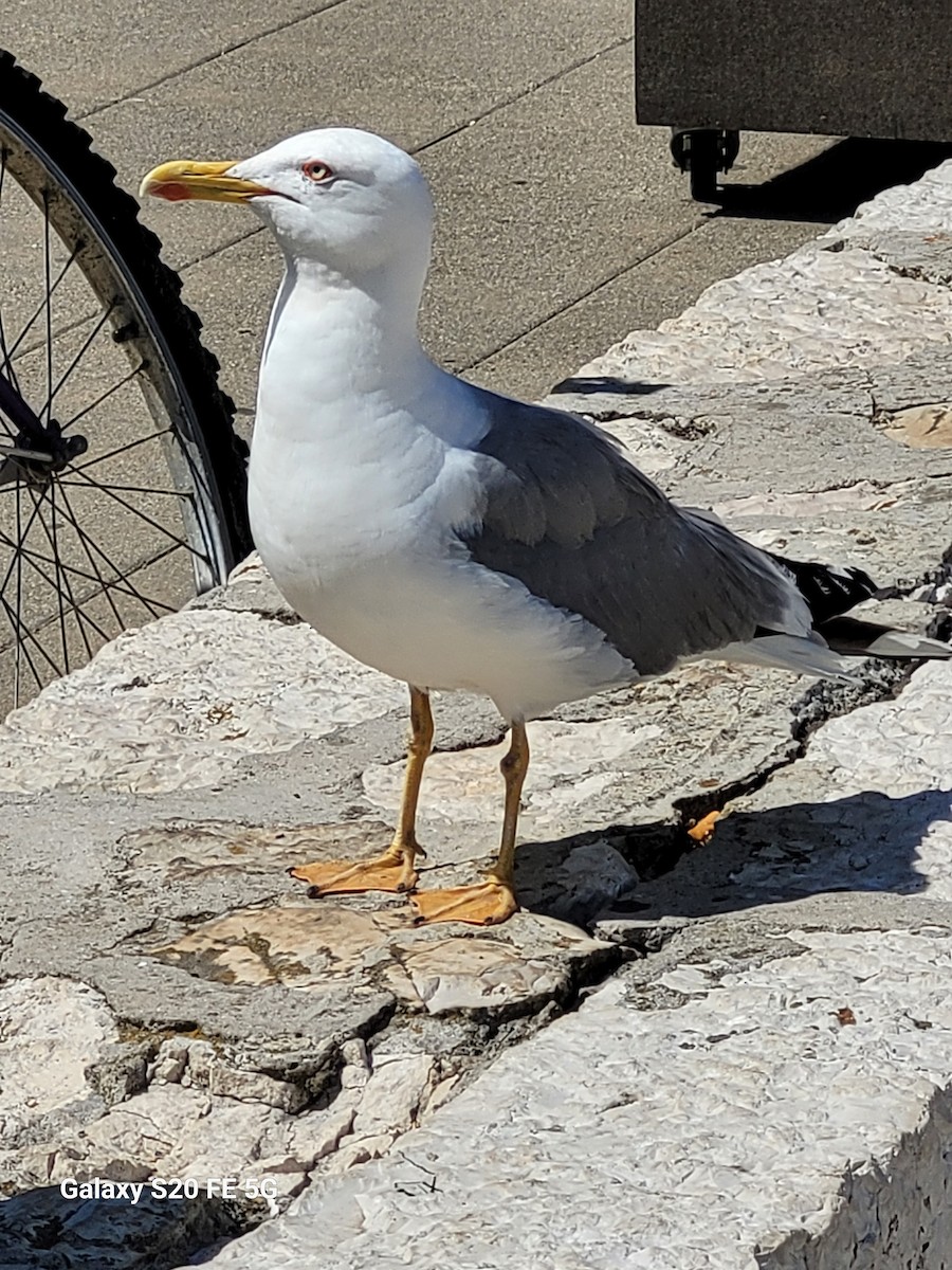 Yellow-legged Gull - ML587730161