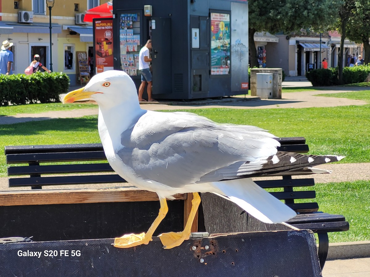 Yellow-legged Gull - ML587730181
