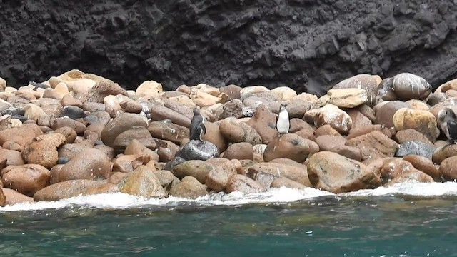 Pingüino de Galápagos - ML587735841