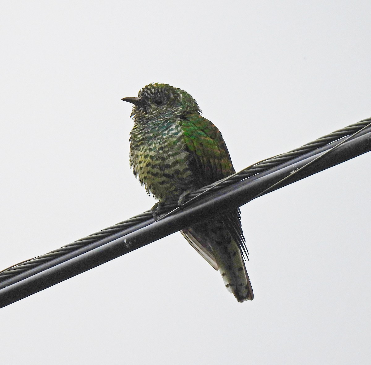 African Emerald Cuckoo - Adarsh Nagda