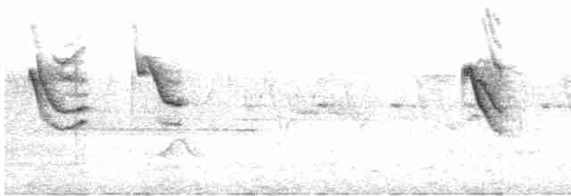 Çam Baştankarası (melanolophus) - ML587745751