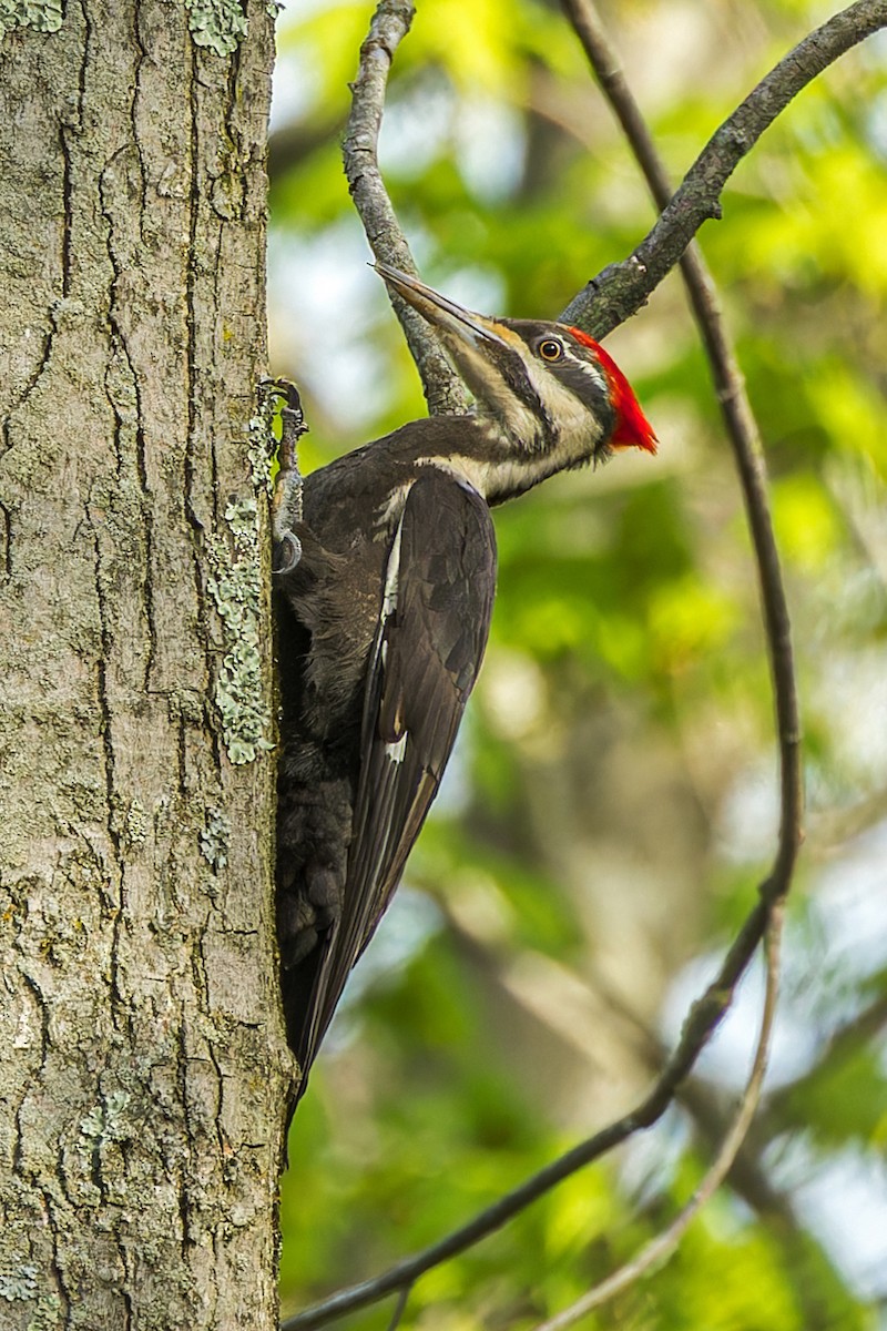 Pileated Woodpecker - Larry Hubble