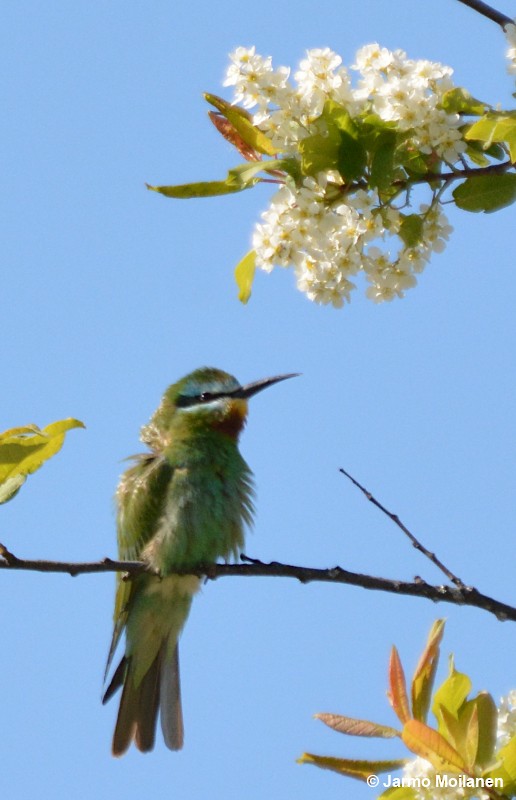 Blue-cheeked Bee-eater - Jarmo Moilanen