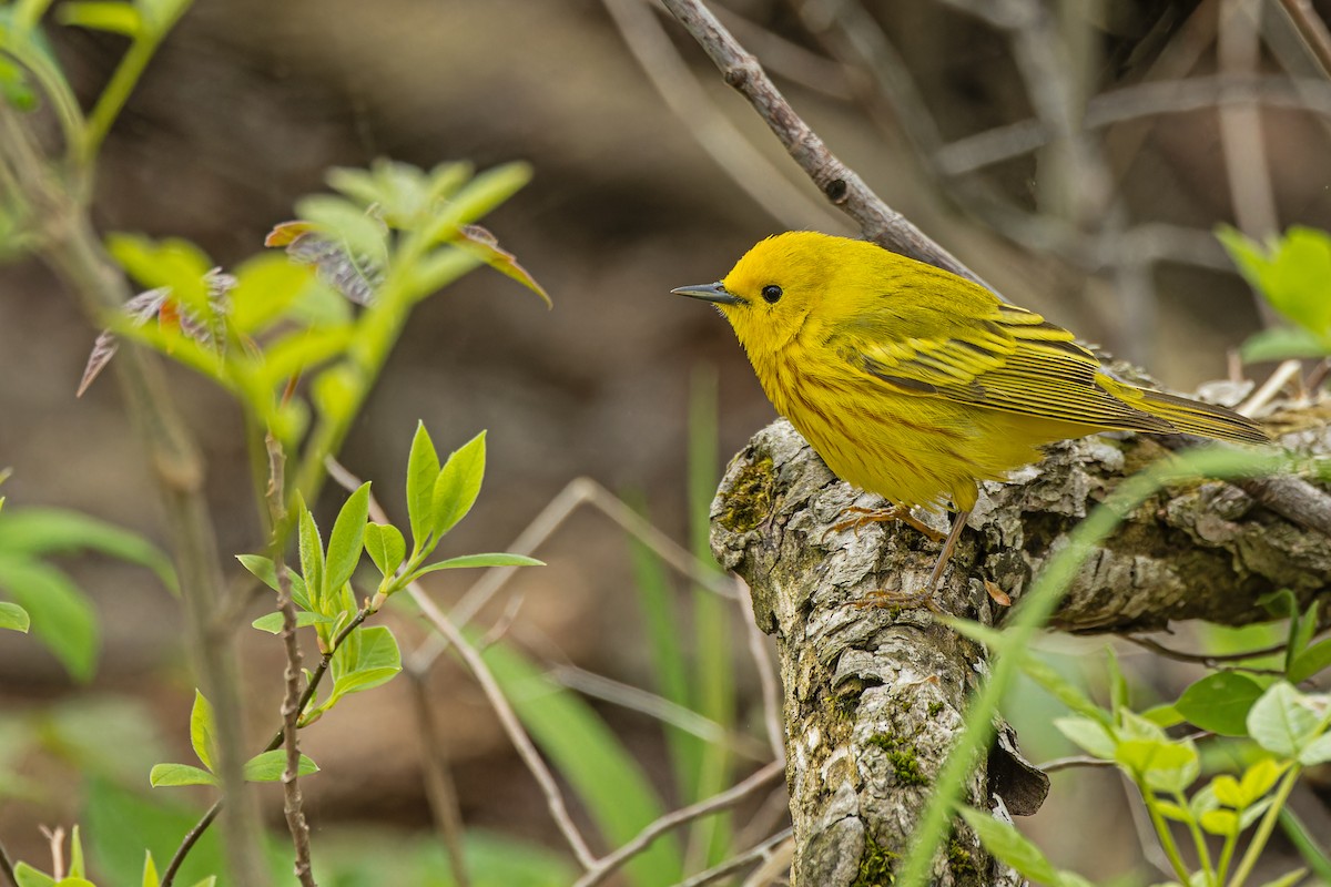 Yellow Warbler - Larry Hubble