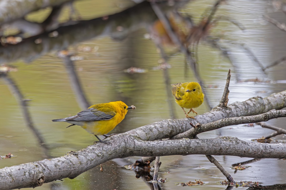 Prothonotary Warbler - Larry Hubble
