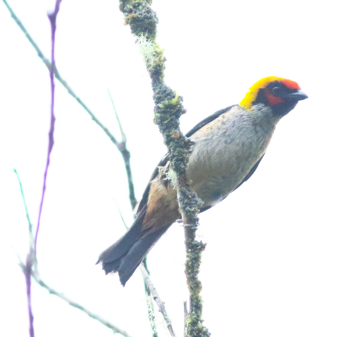 Flame-faced Tanager (Flame-faced) - ML587749851