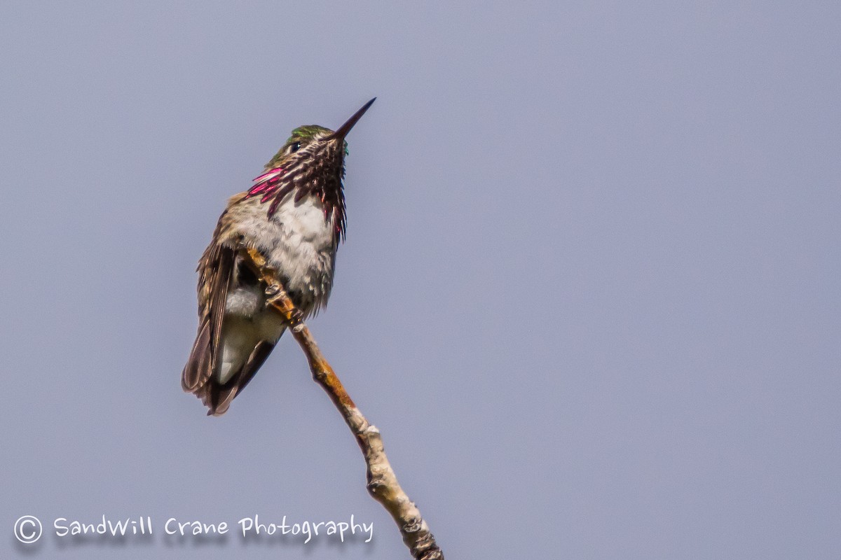 Calliope Hummingbird - Will Sebern