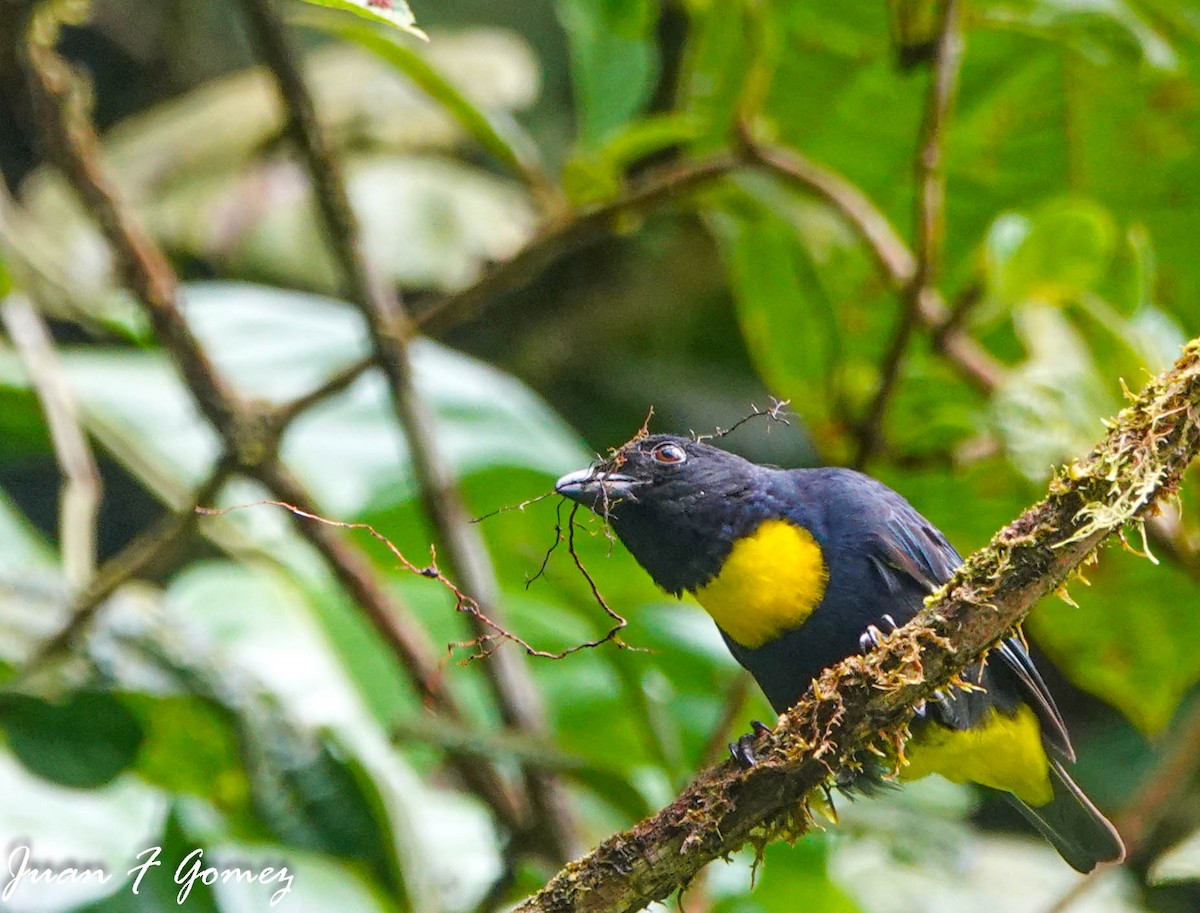 Golden-chested Tanager - ML587752421