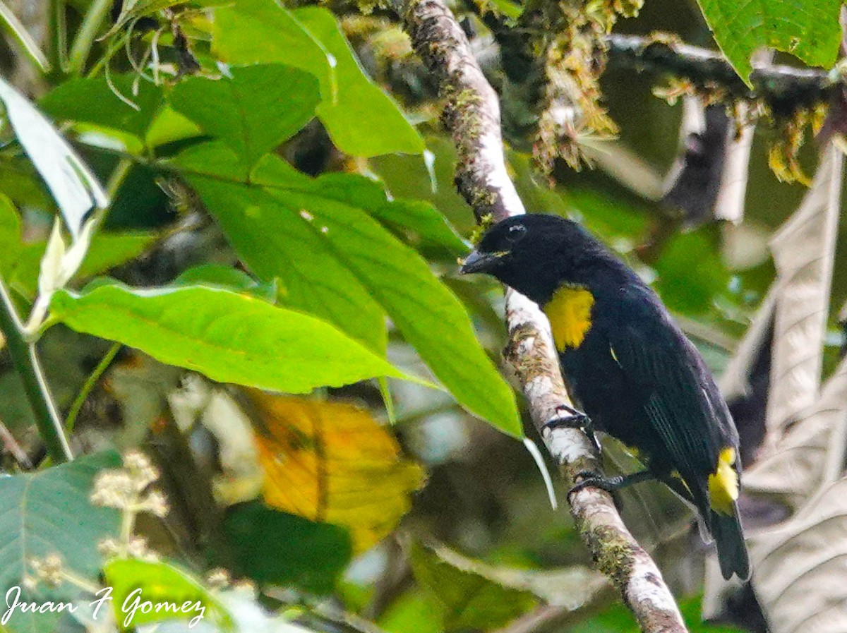 Golden-chested Tanager - ML587752431