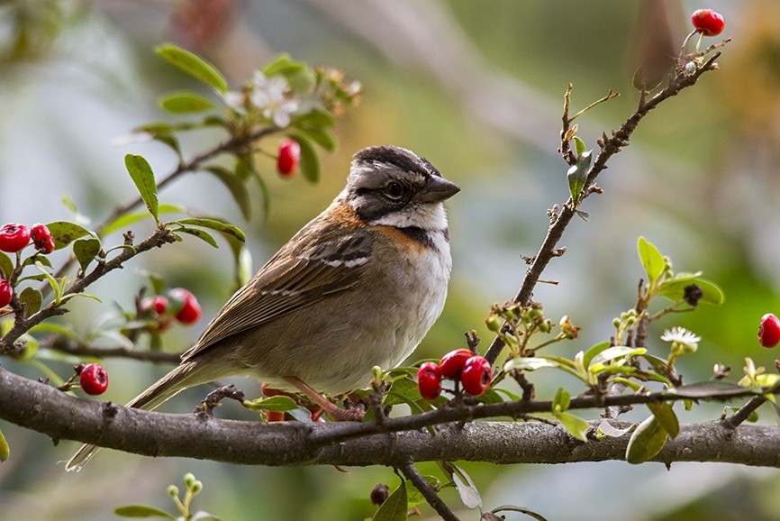 Rufous-collared Sparrow - ML587752481