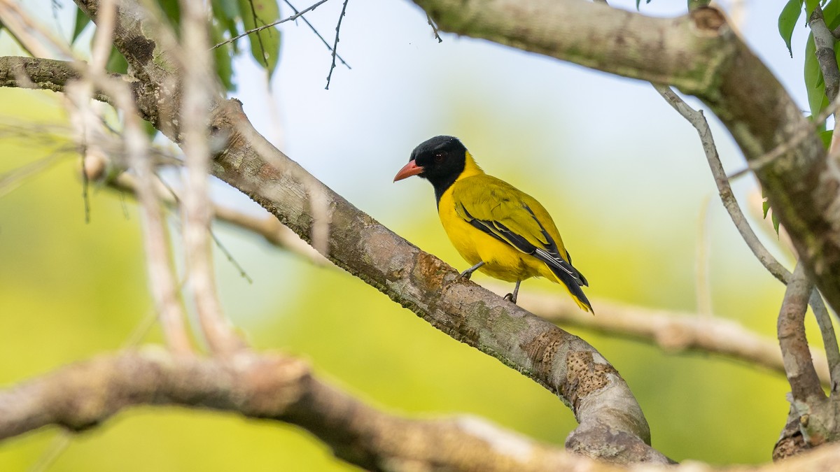 Black-winged Oriole - Mathurin Malby