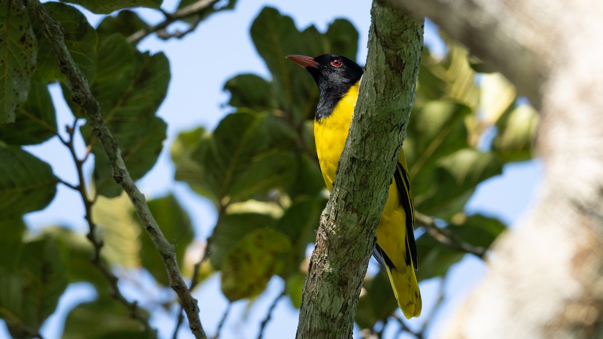 Black-winged Oriole - Mathurin Malby