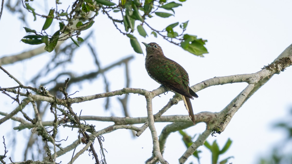 African Emerald Cuckoo - ML587755721