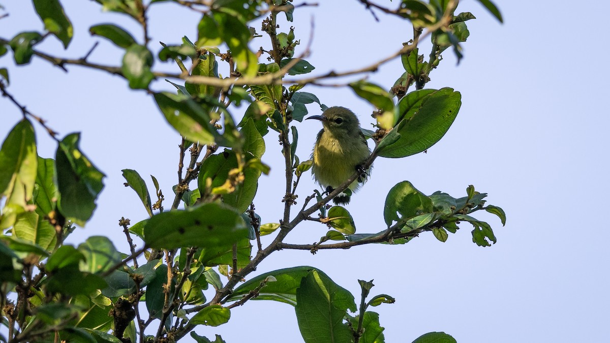 Little Green Sunbird - ML587757601