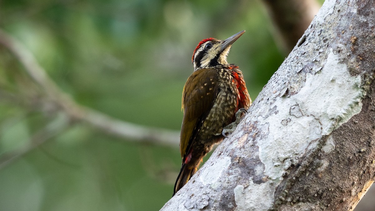 Fire-bellied Woodpecker - Mathurin Malby