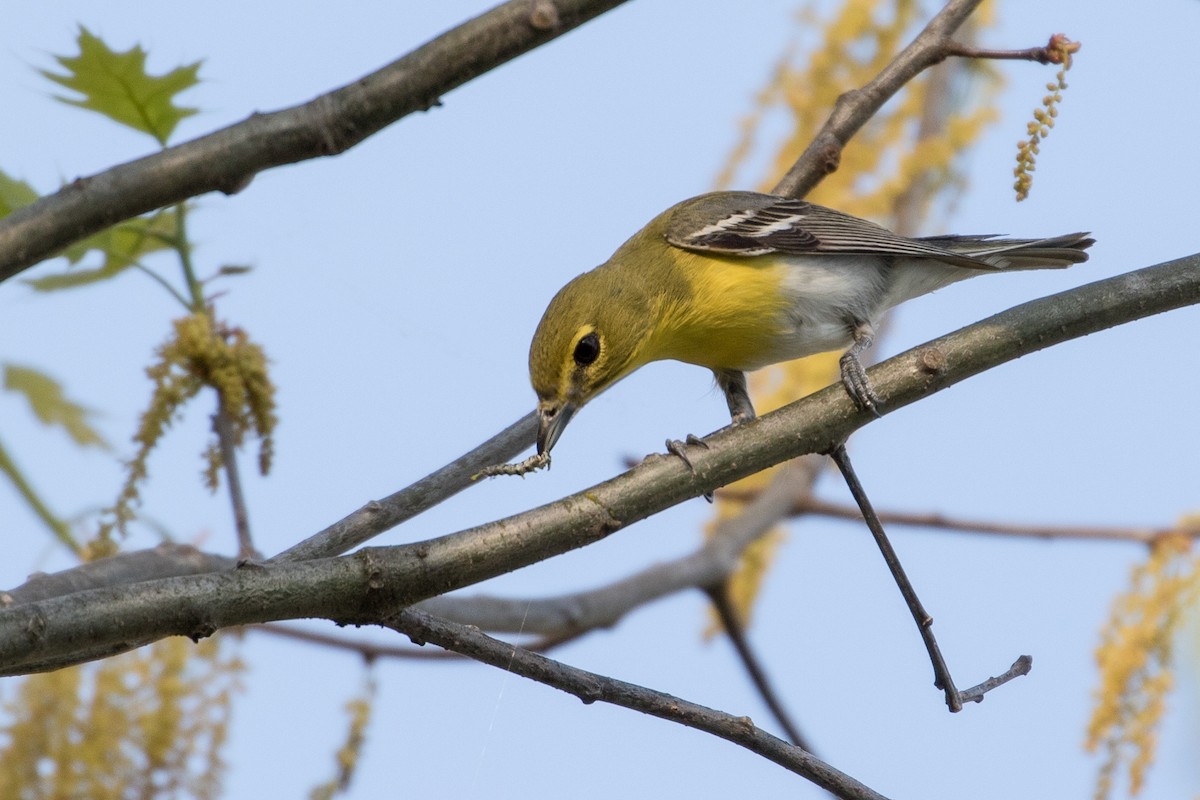 Yellow-throated Vireo - Louis Bevier