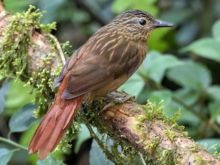  - Black-billed Treehunter