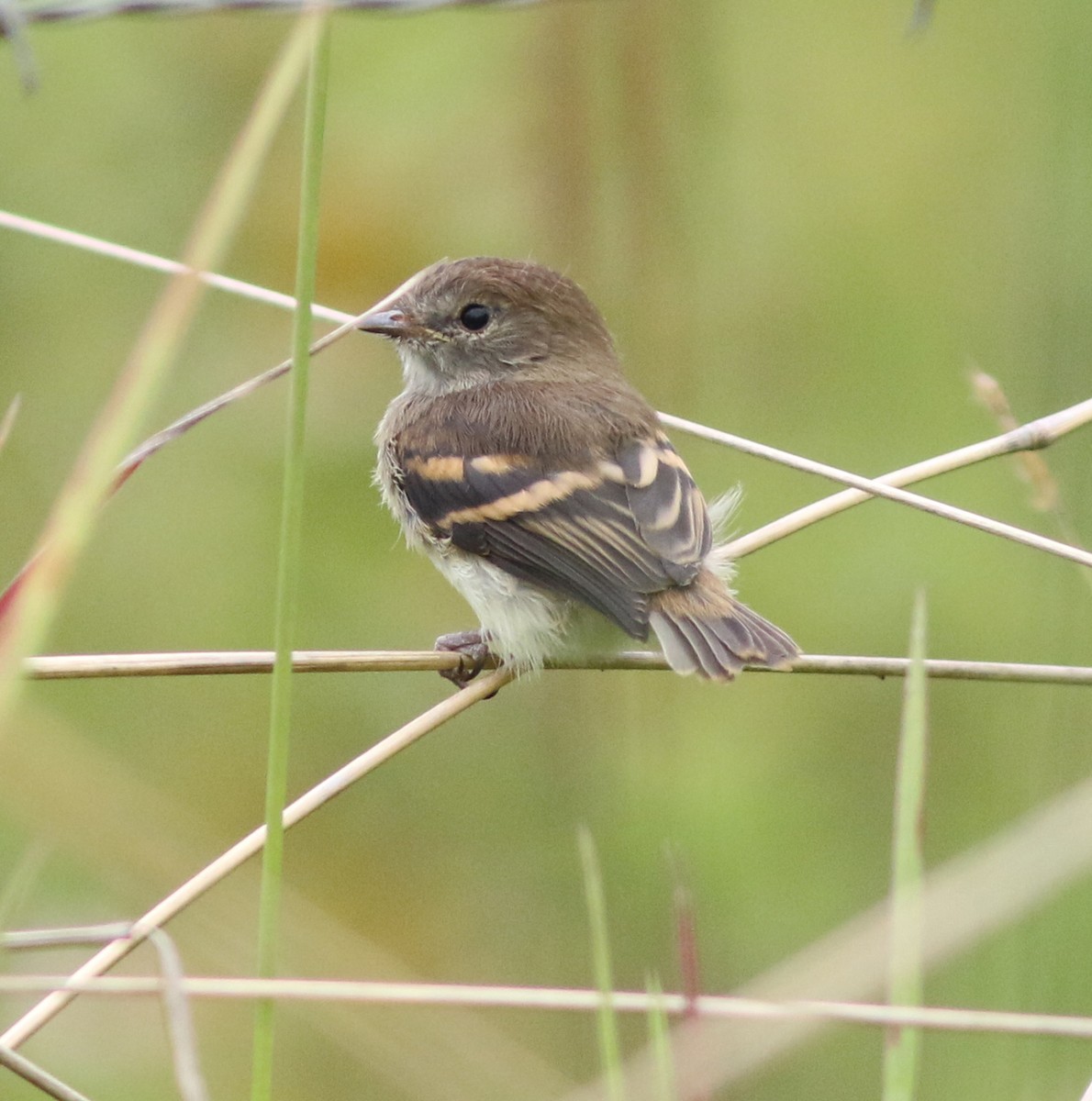 Olive-chested Flycatcher - ML587767051