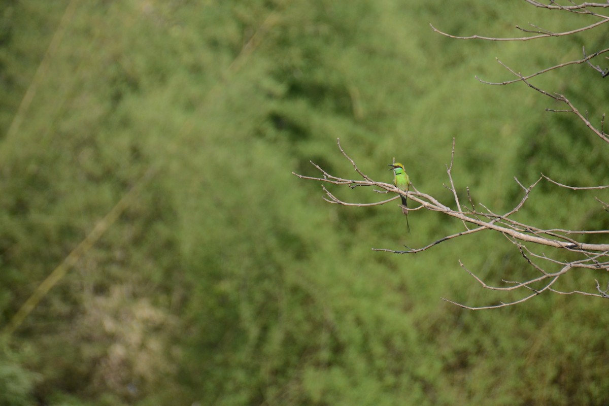 Asian Green Bee-eater - ML587769501
