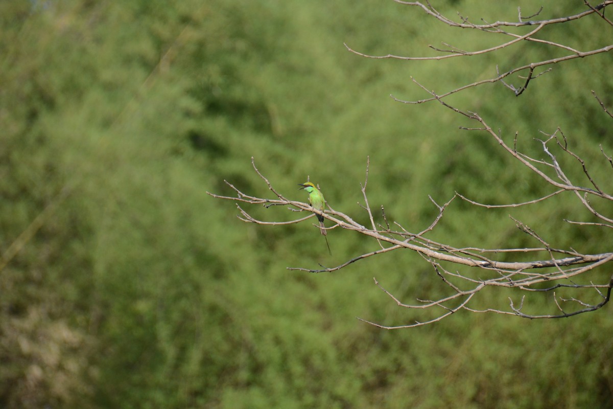 Asian Green Bee-eater - ML587769541