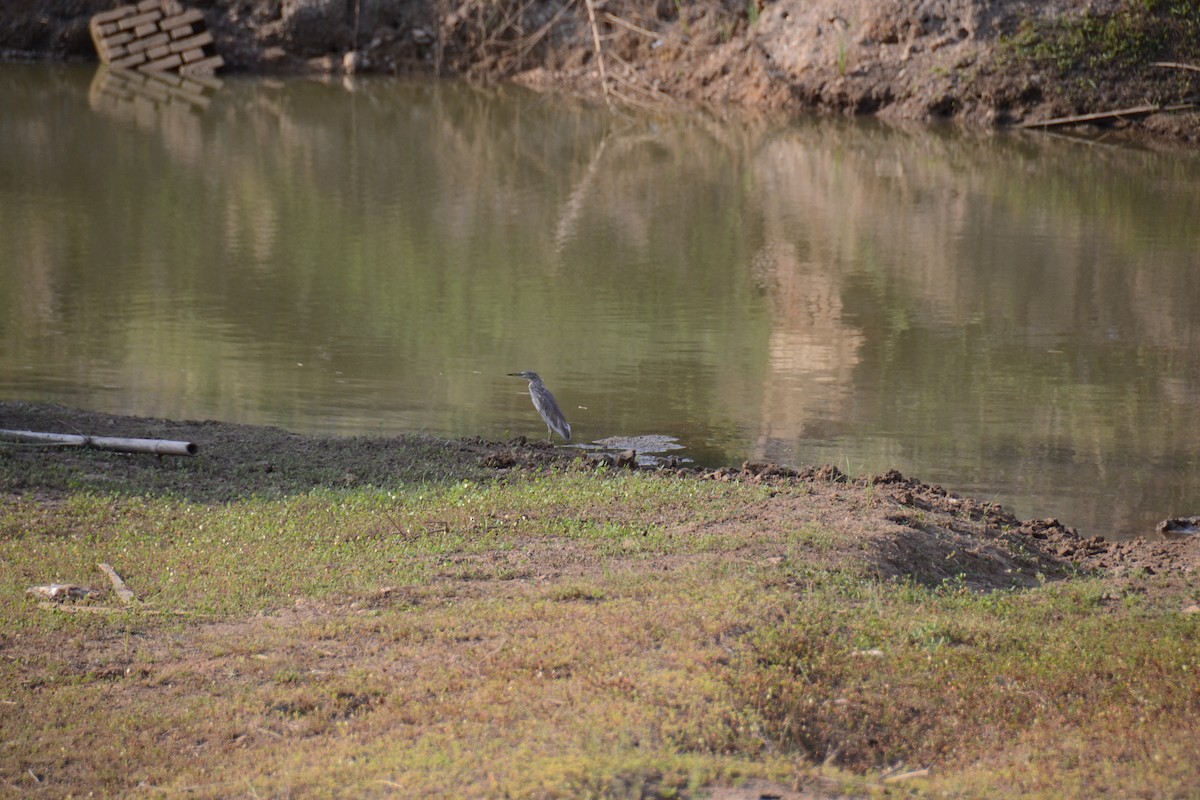 Indian Pond-Heron - ML587769671