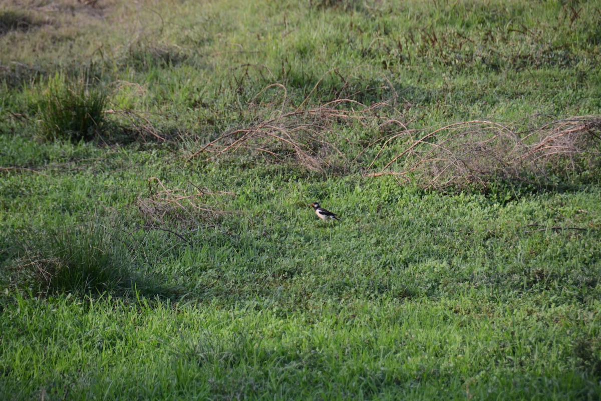 Indian Pied Starling - ML587769911
