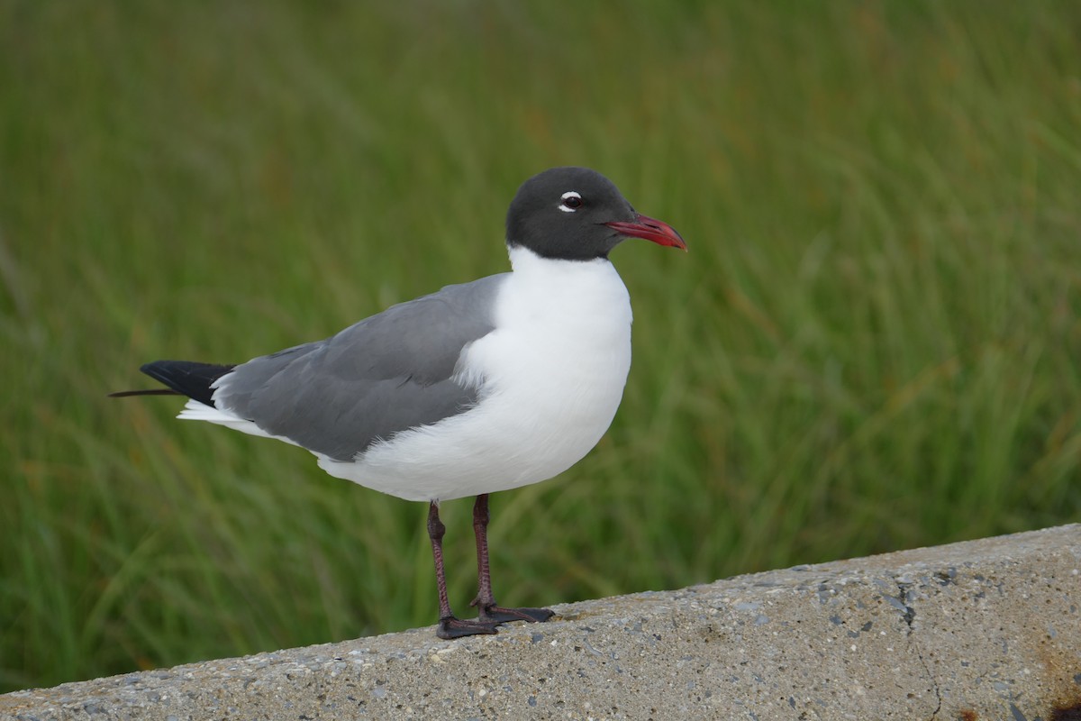 Laughing Gull - Jacques Ibarzabal