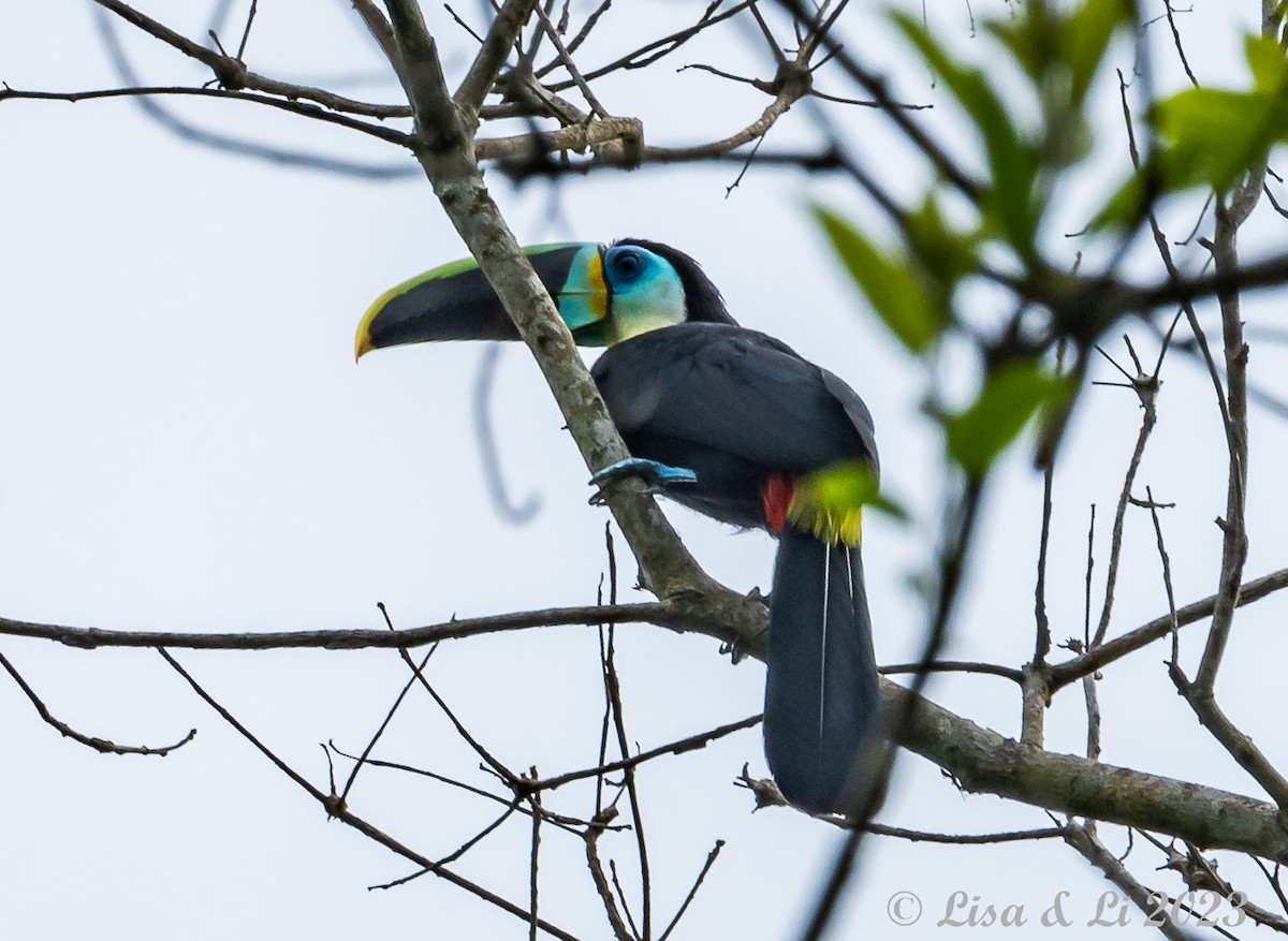 Channel-billed Toucan (Citron-throated) - ML587772251