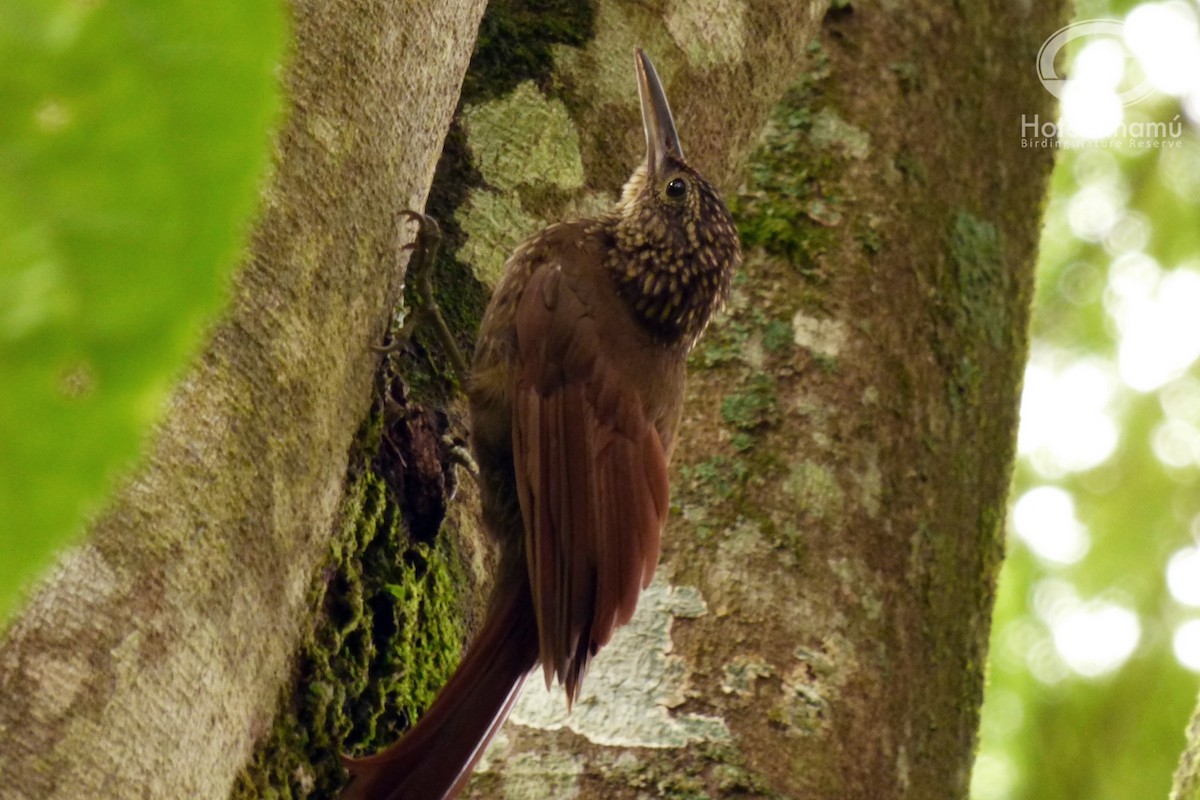 Cocoa Woodcreeper - Tinamú Birding Nature Reserve