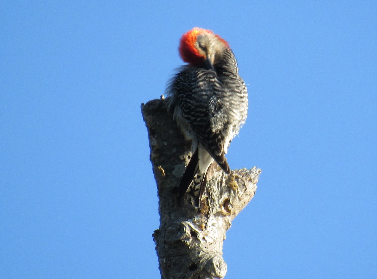 Red-bellied Woodpecker - ML587773981