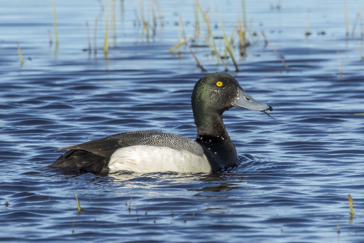 Greater Scaup - ML587774611