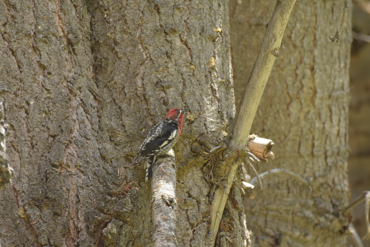 Red-breasted Sapsucker - ML587777511