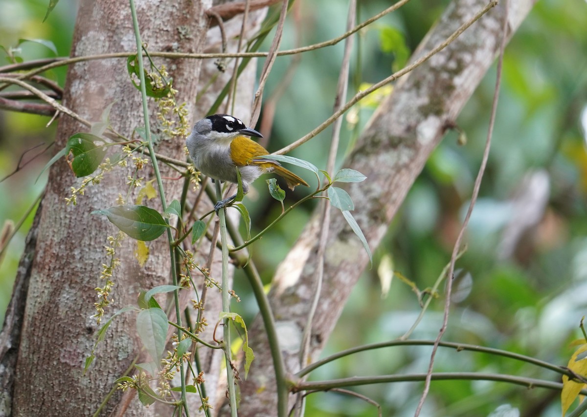 Black-crowned Palm-Tanager - ML587786971