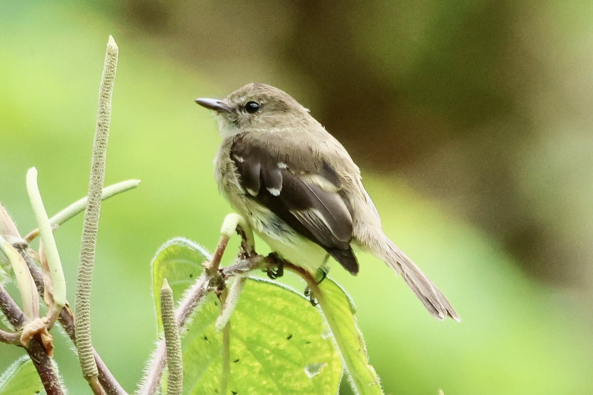 Olive-chested Flycatcher - ML587790341