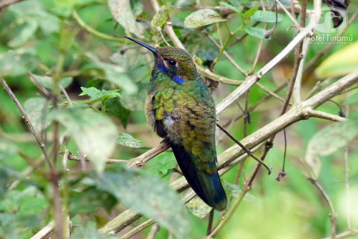 Lesser Violetear - Tinamú Birding Nature Reserve