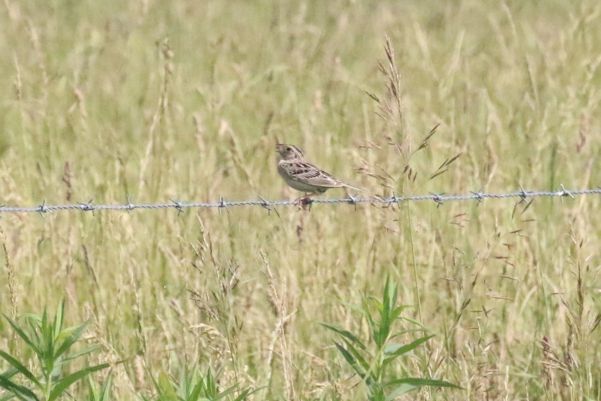 Grasshopper Sparrow - ML587791401
