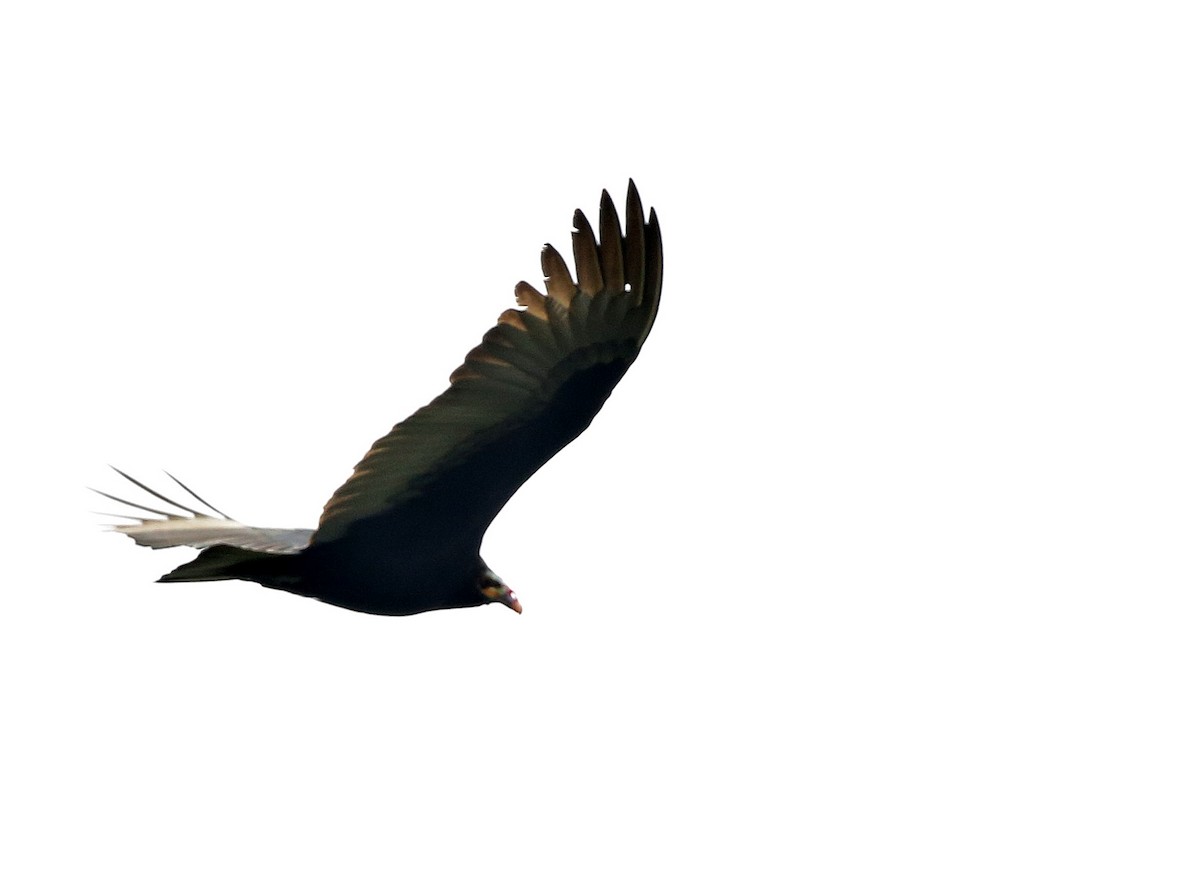 Lesser Yellow-headed Vulture - ML587791921