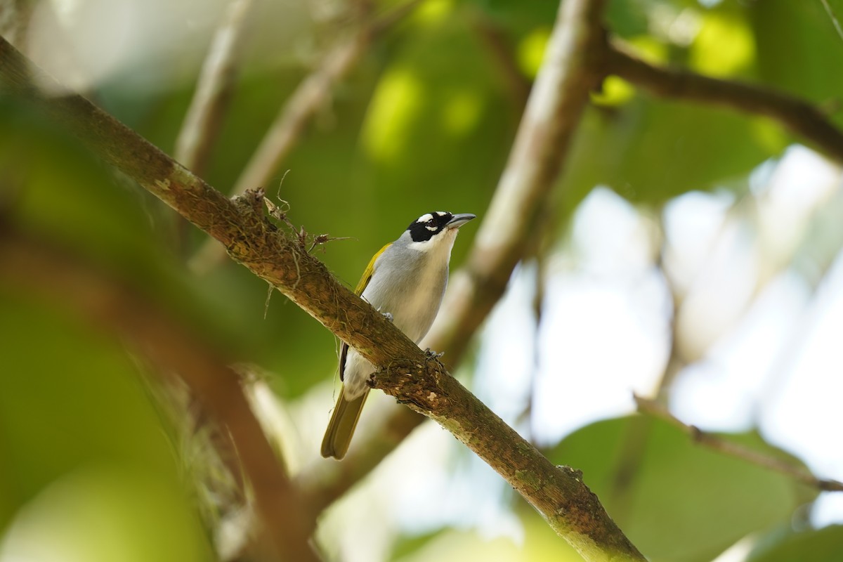 Black-crowned Palm-Tanager - ML587793081