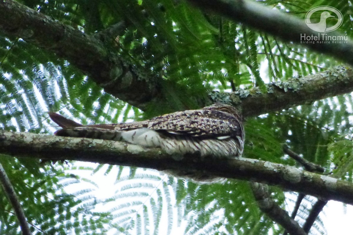 Lesser Nighthawk - Tinamú Birding Nature Reserve
