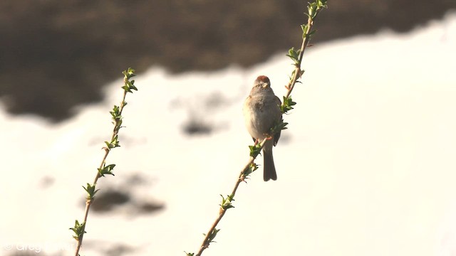 American Tree Sparrow - ML587799031
